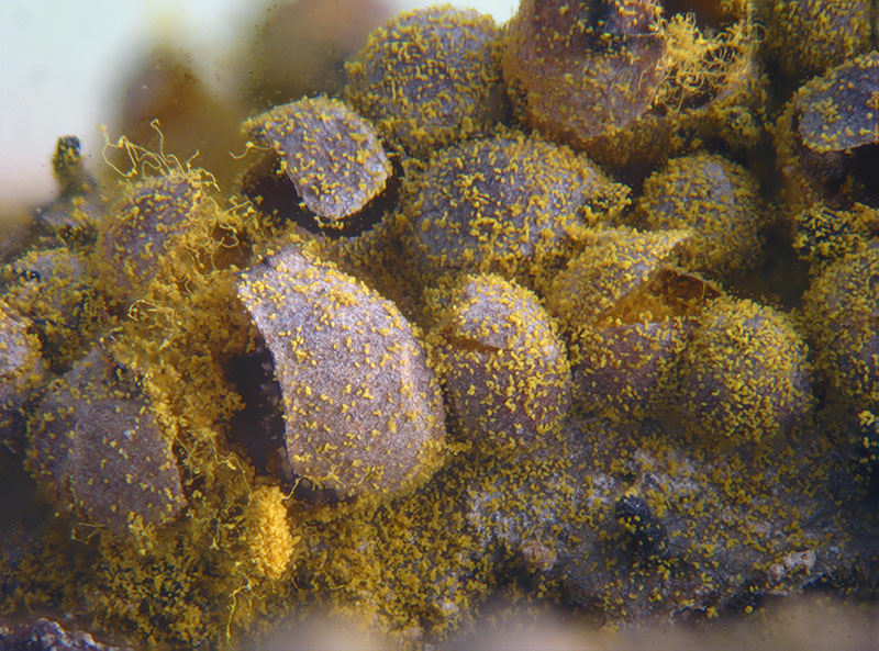 Perichaena corticalis